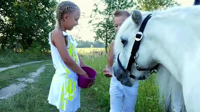 孩子们，一个男孩和一个七年的女孩，喂一只白色的小马，给吃胡萝卜。快乐快乐的家庭假期。户外，夏天，森林
