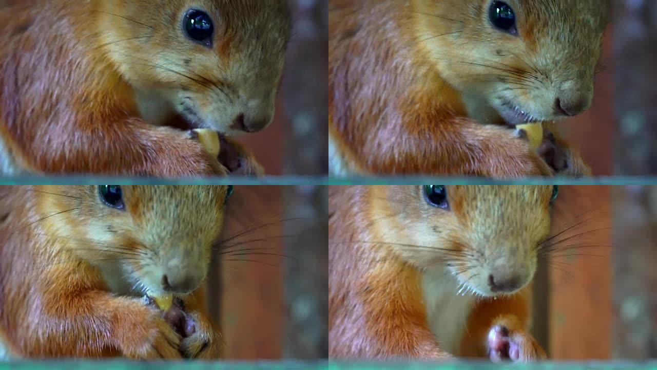 红毛松鼠坐着吃花生。人们经常给松鼠、坚果和种子带来食物。松鼠头的特写。公园里的夏日早晨。
