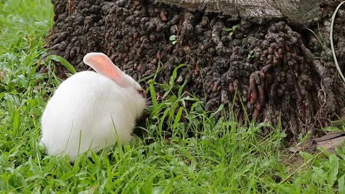 绿色草地背景上的灰色兔子兔子。