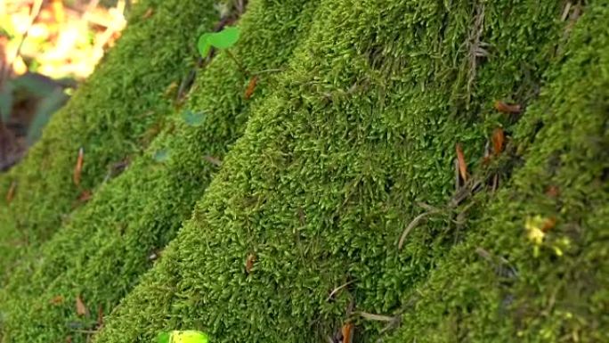 多年生绿色苔藓生长在树干上。特写，细节