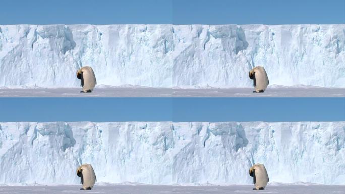 南极洲-帝企鹅