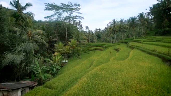 巴厘岛梯田的回顾。多汁的绿色稻田。一看到漂亮的梯田，灵魂就被迷住了，只有这样水稻才能生长。这美丽的地