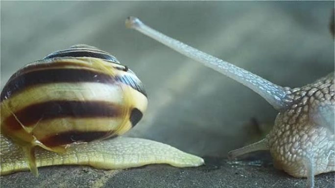 大蜗牛爬行小蜗牛