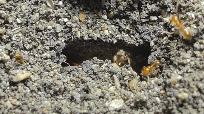 红蚂蚁移动蛋。