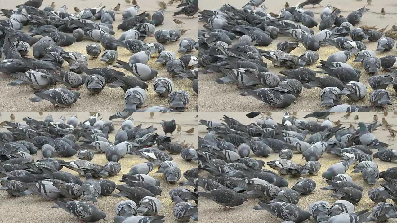 成群的鸽子在街上吃柳枝稷