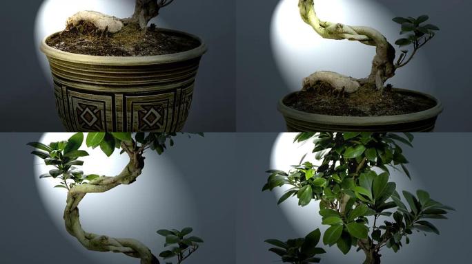房子花榕树，树干被绑在聚光灯下的陶瓷锅里