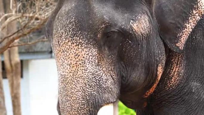 亚洲象的头部和眼睛的特写