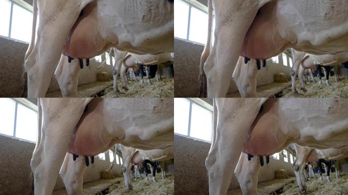 奶牛的大乳房。