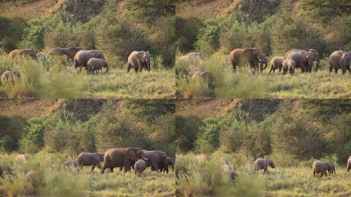 大象群行走