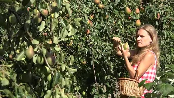 美丽的金发女人，柳条篮在花园里采摘梨。
