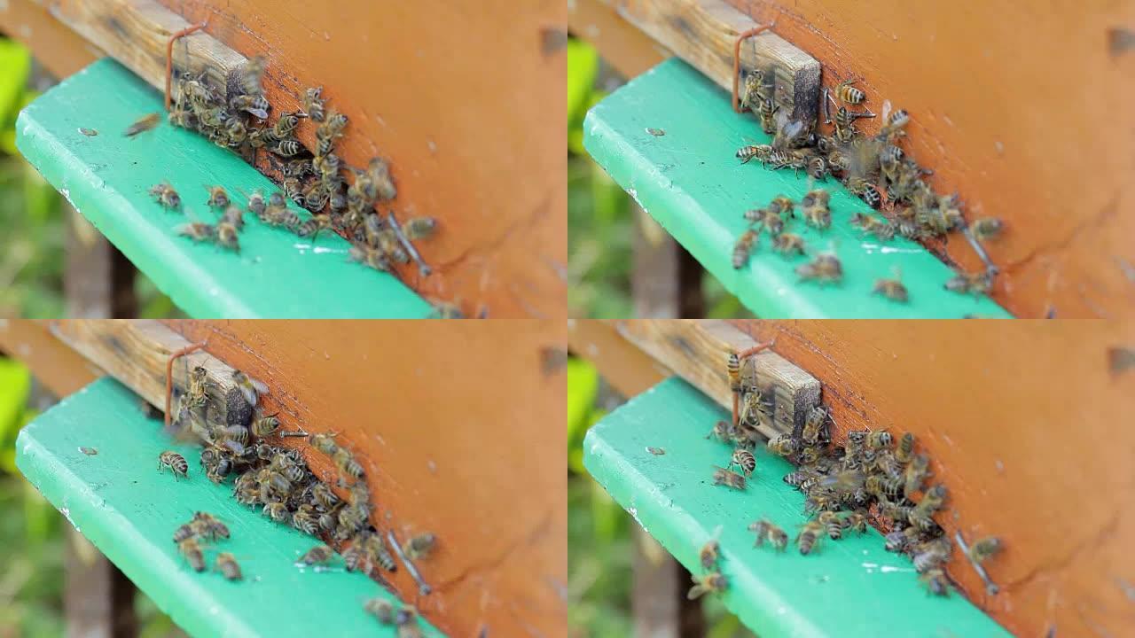 蜜蜂在蜂箱入口处打架