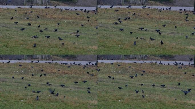 乌鸦群在寻找食物