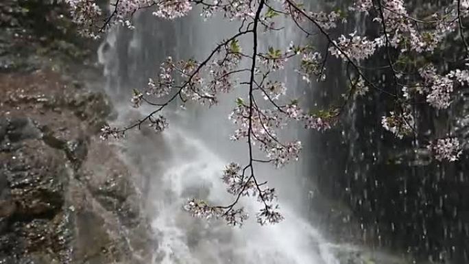 瀑布樱花