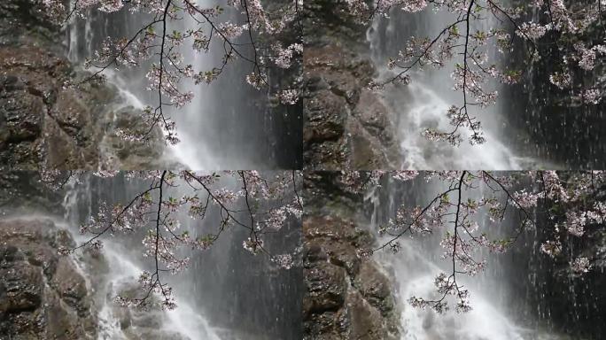 瀑布樱花