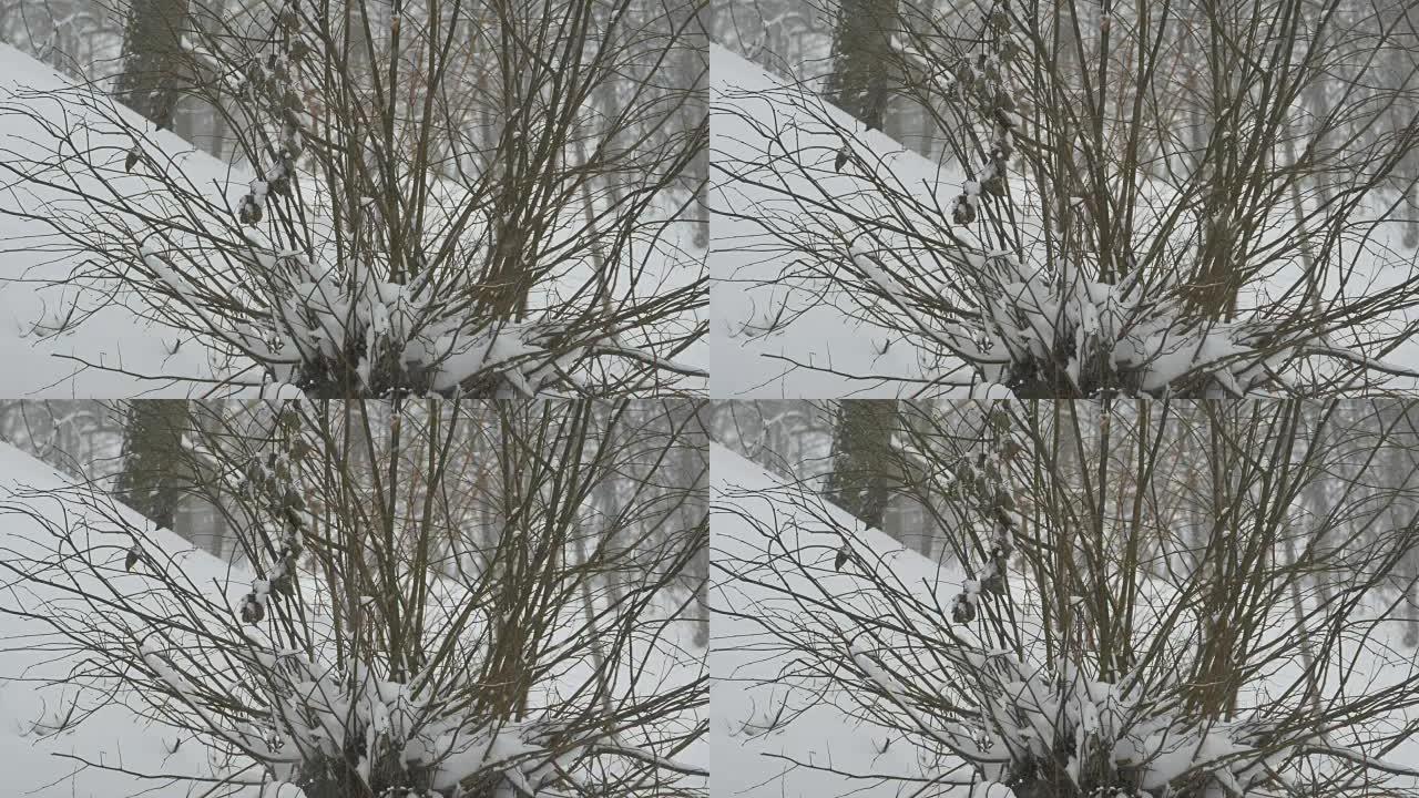 在无叶的灌木丛上下雪
