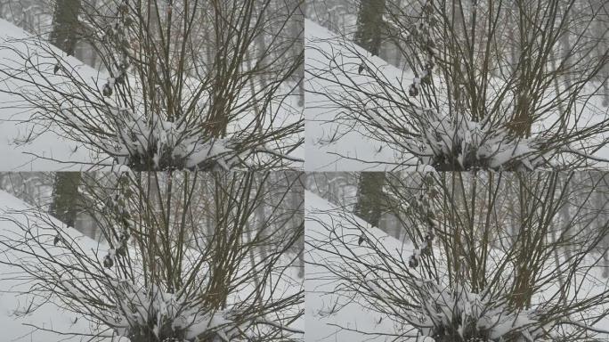 在无叶的灌木丛上下雪