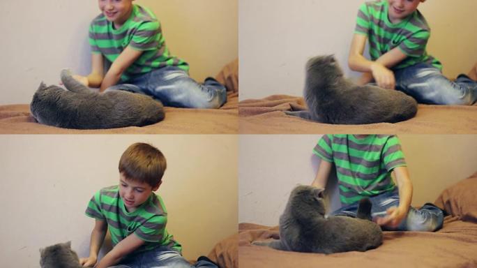 男孩在玩一只灰色的英国猫