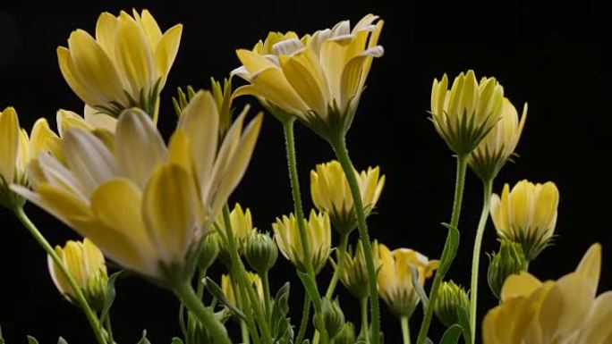 黄花关闭时间落花芽盛开白色闪电花