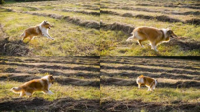 牧羊犬在阳光下在绿色的田野上奔跑