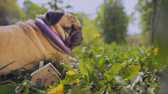 房地产。一只哈巴狗躺在一所私人小房子附近。