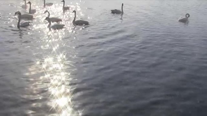 春天在湖中游泳的天鹅，俄罗斯阿尔泰