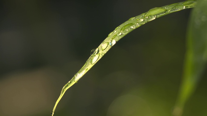 4kl1鼎湖山 植被特写 水珠