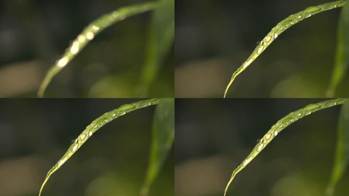 4kl1鼎湖山 植被特写 水珠