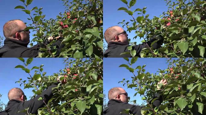 戴着太阳眼镜的人在农场树林里采摘红苹果。全高清