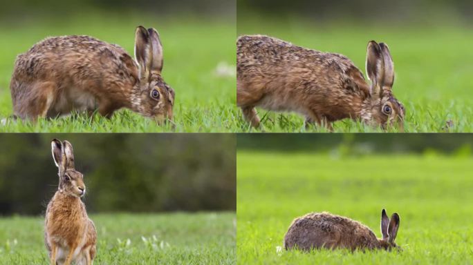 野兔在草地上吃草