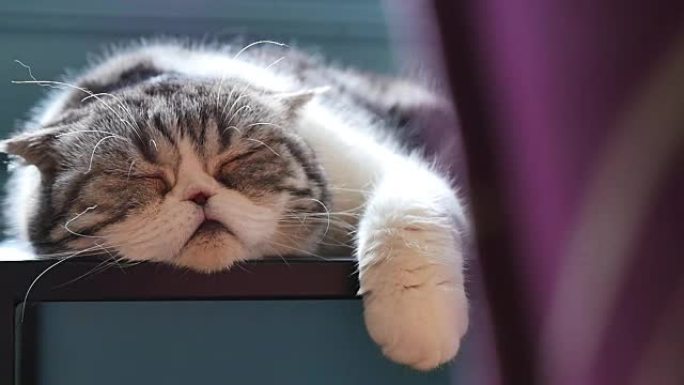 苏格兰折叠虎斑猫小猫睡在沙发上，平底锅射击