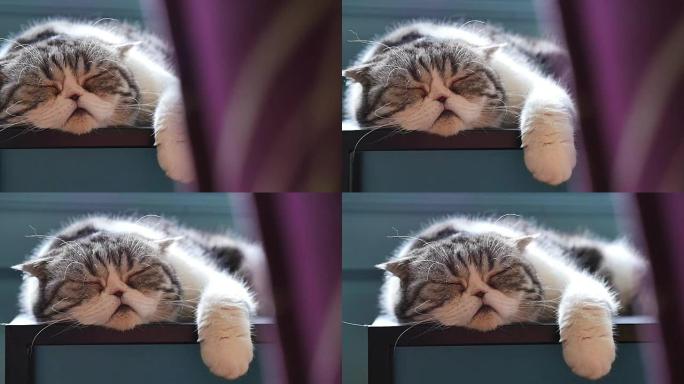 苏格兰折叠虎斑猫小猫睡在沙发上，平底锅射击