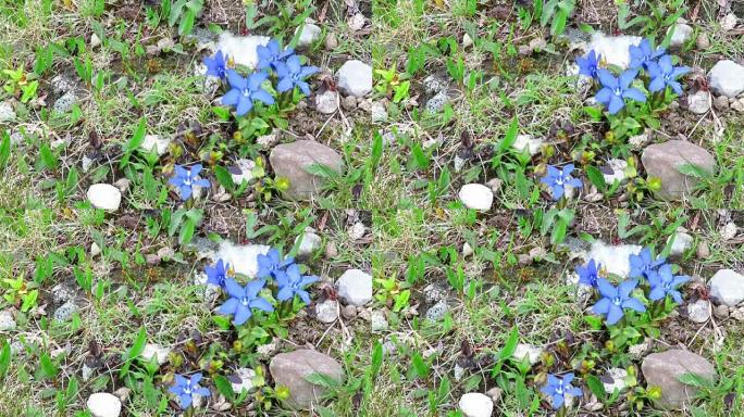 一小群春天的龙胆花，“龙胆草”，在风中吹动，在高山地形的特定栖息地上