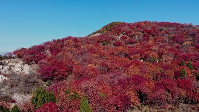 凤凰山红枫叶北京北石槽镇