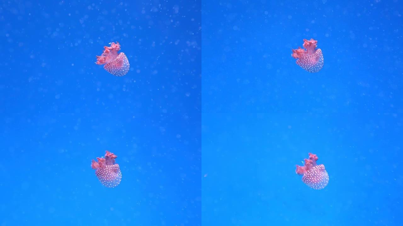 在海洋科学研究所的水族馆里游泳的粉红色水母