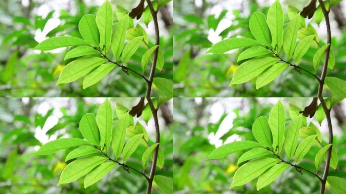 绿色的叶子在花园里的风吹拂