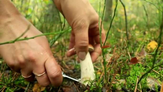 用刀砍掉森林里美丽的cep