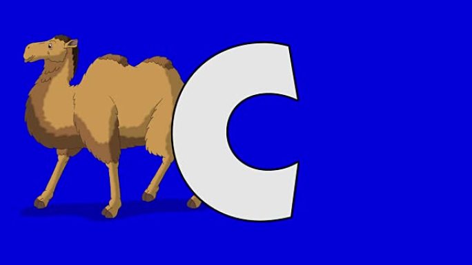 字母C和骆驼 (背景)