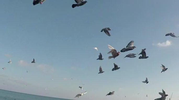 一群鸽子飞上天空