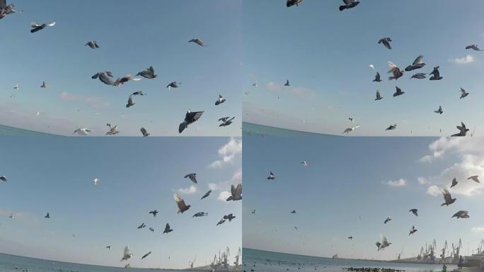一群鸽子飞上天空