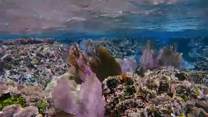 加勒比海Hol Chan海洋保护区的珊瑚礁，有许多维纳斯海扇/柳珊瑚海扇-伯利兹堡礁/龙涎香礁