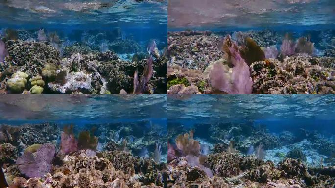 加勒比海Hol Chan海洋保护区的珊瑚礁，有许多维纳斯海扇/柳珊瑚海扇-伯利兹堡礁/龙涎香礁