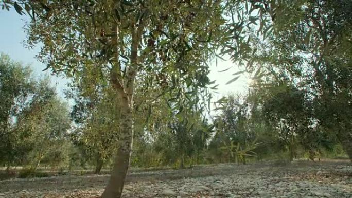 在橄榄树上跟踪橄榄树的镜头