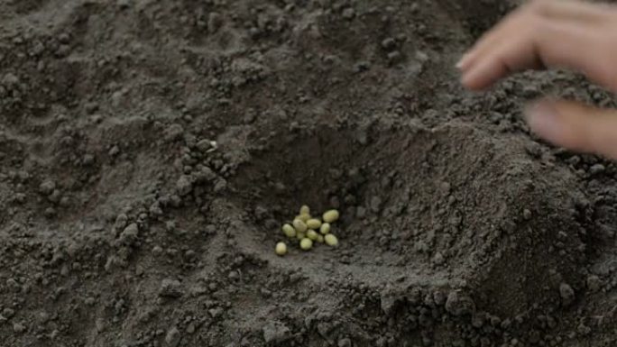 农夫把豆子埋在地下