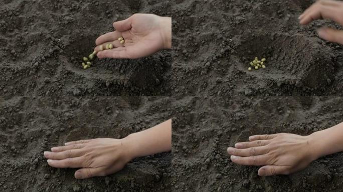 农夫把豆子埋在地下