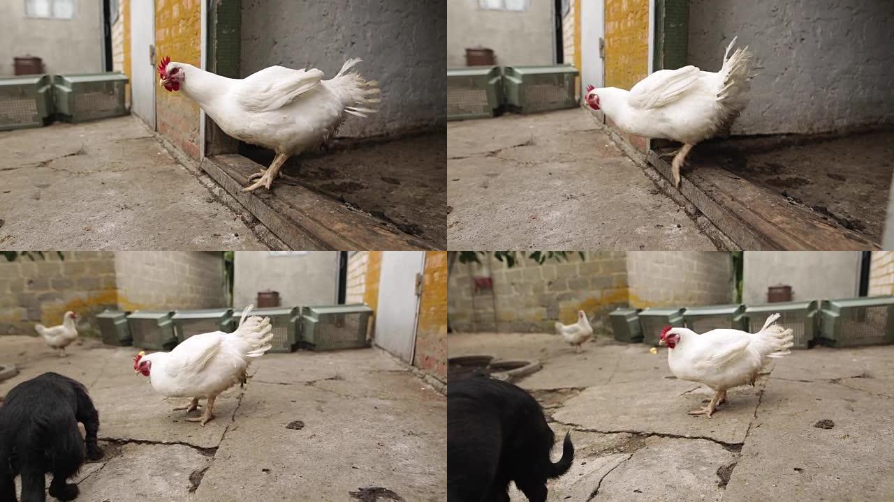 鸡肉从鸡舍里出来寻找食物，然后在院子里走来走去。黑狗在有机农场找到了食物。夏季或秋季天气。