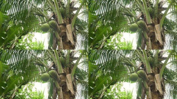 椰子椰子树