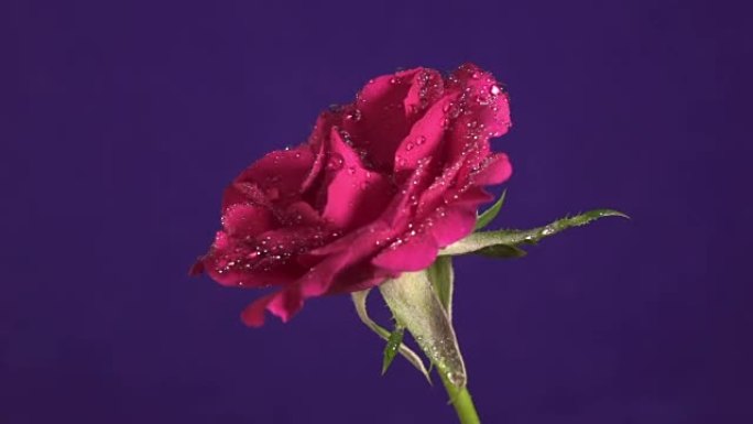 雨中的玫瑰花，水珠像钻石一样闪闪发光，特写