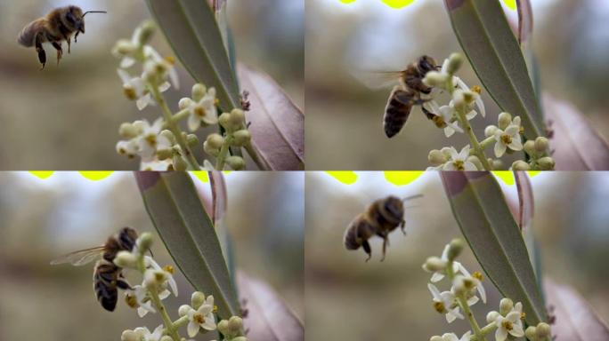 蜜蜂花慢动作