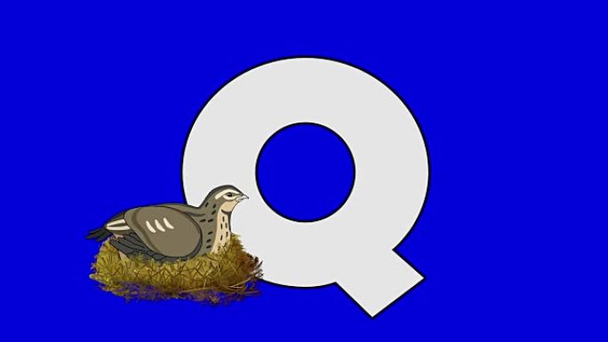 字母Q和鹌鹑 (前景)