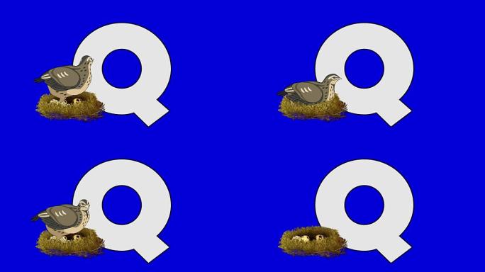 字母Q和鹌鹑 (前景)